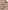versuri